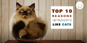 Cats, top 10, list, pr, kitty, introvert